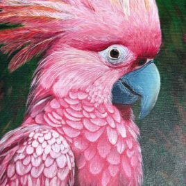 Acrylique sur toile représentant un cacatoès Rosalbin.